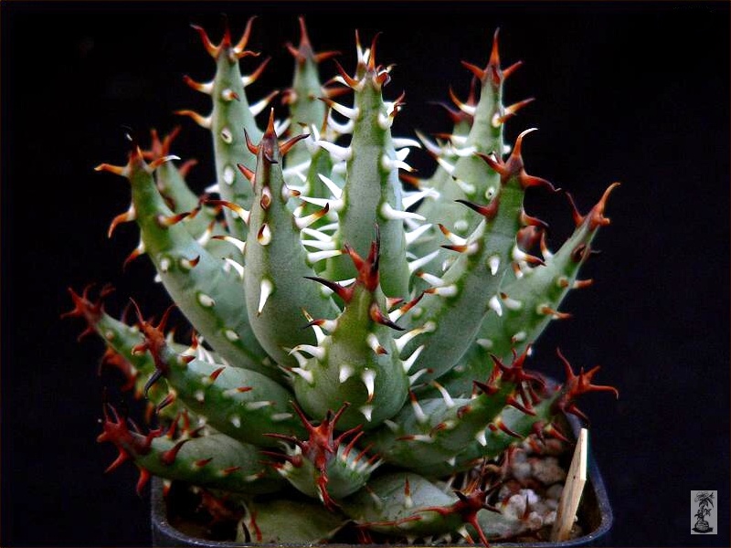 Aloe erinacea