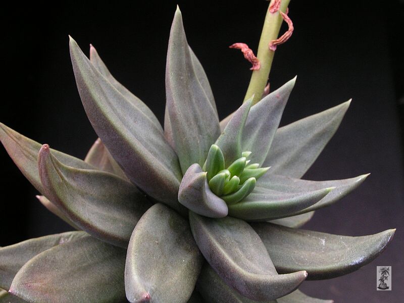 Echeveria humilis