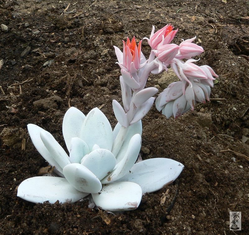 Echeveria laui