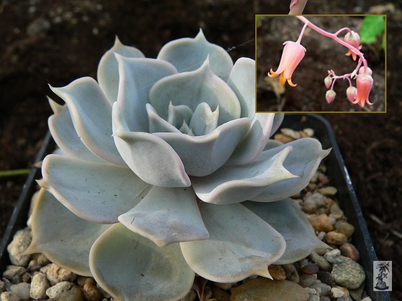 Echeveria lilacina