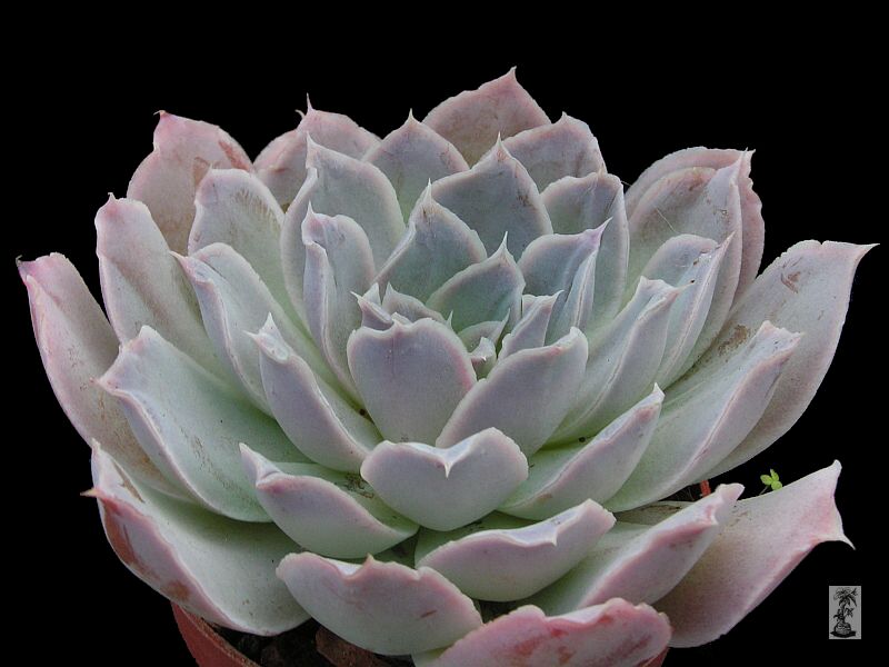 Echeveria simulans