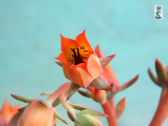 Echeveria subrigida, Pinal de Amoles, Querétaro, Mexico