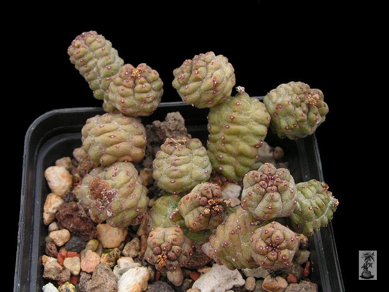 Euphorbia pseudoglobosa