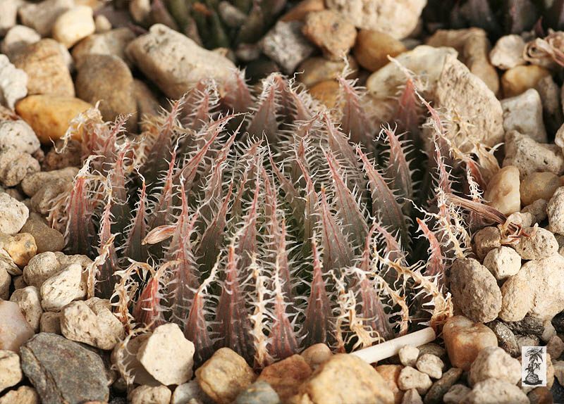 Haworthia cummingii Trefu, DMC11214, SES of Committees Drift