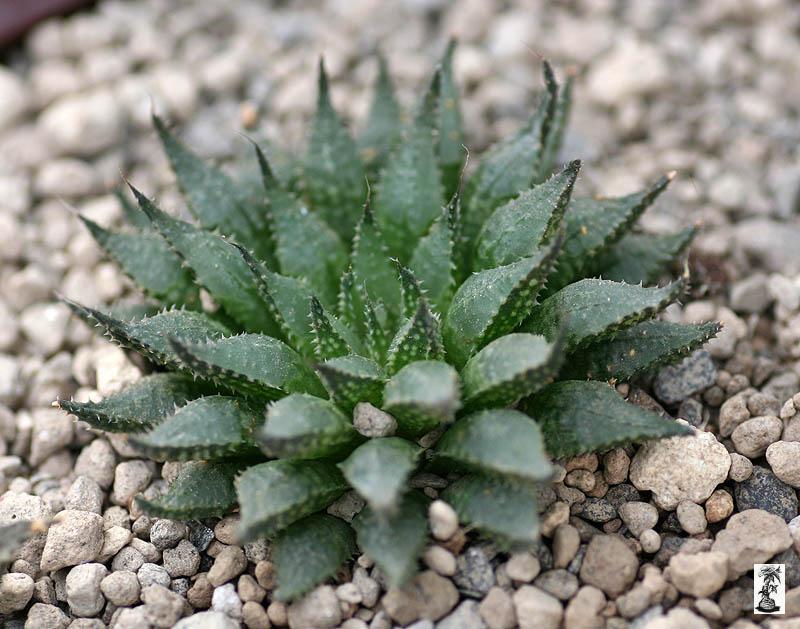 Haworthia maraisii, MBB 6971, Jakkalskop