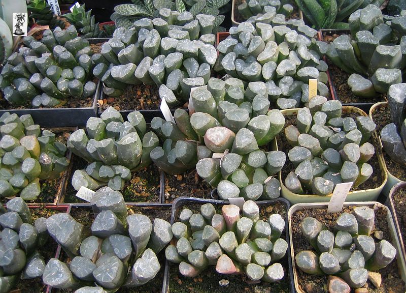 Haworthia truncata var. maughanii, Calitzdorp