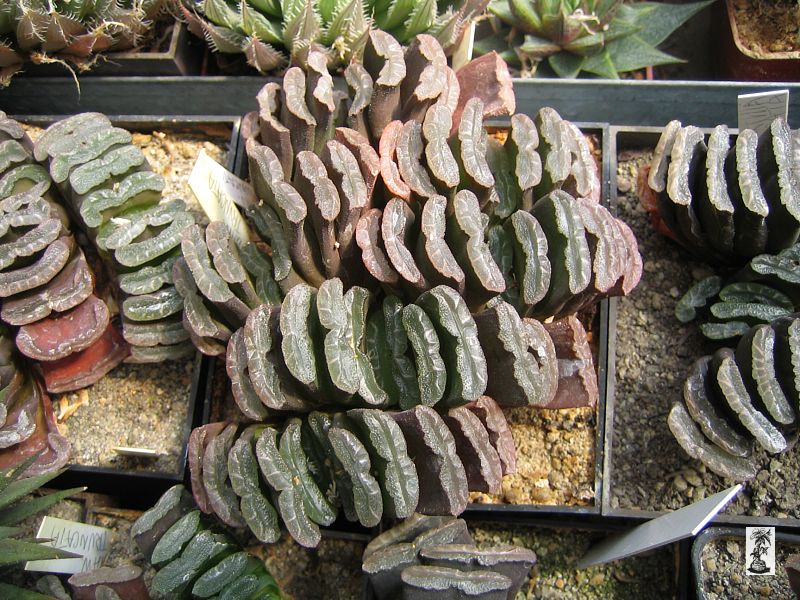 Haworthia truncata, Oudtshoorn