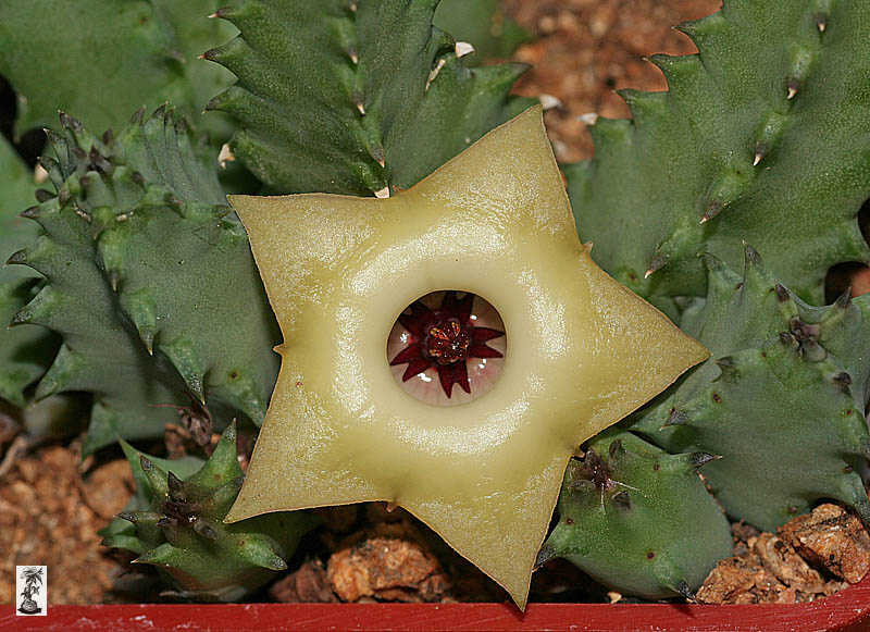 Huernia thuretii v. primulina, S of Jamesdale, IB 13645