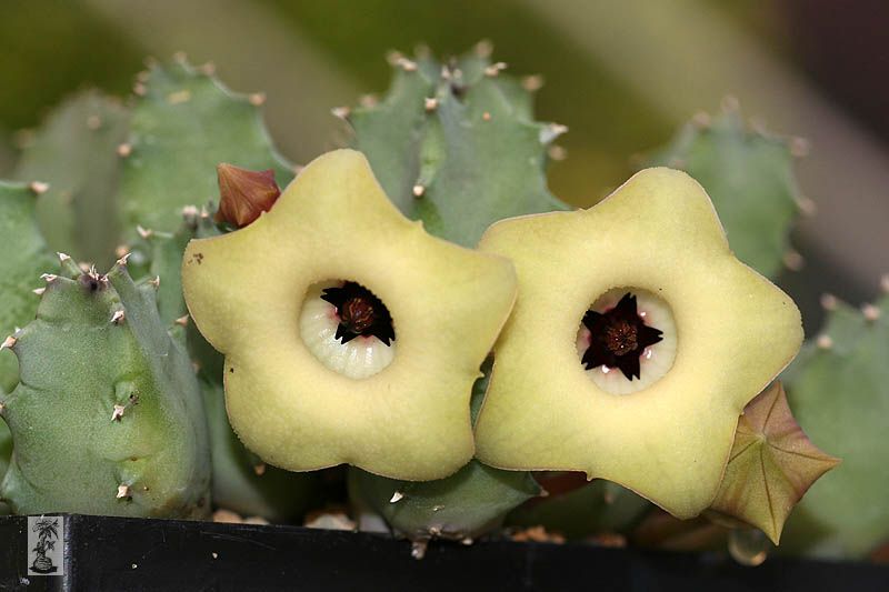 Huernia thuretii var. primulina, IB10815