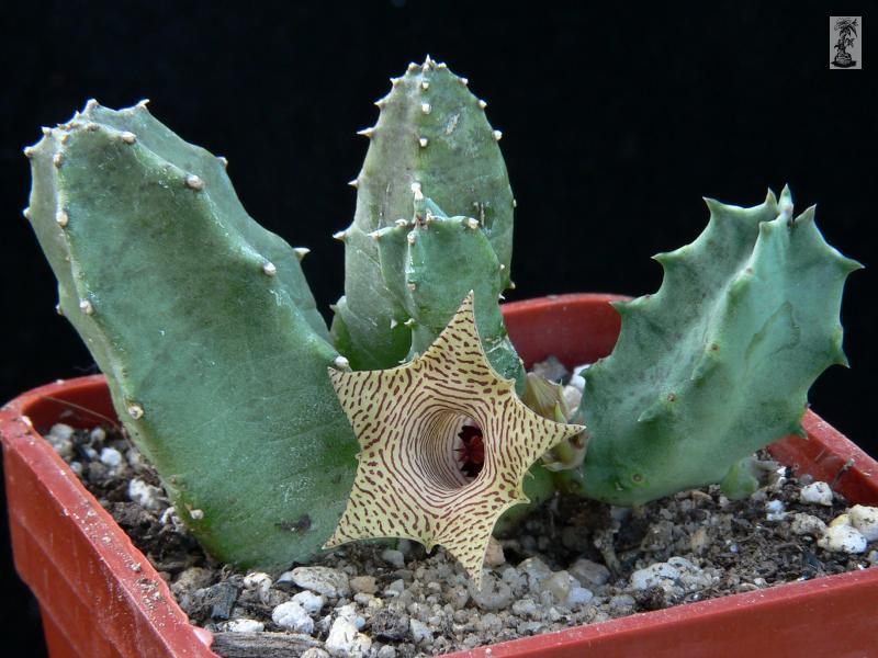 Huernia thuretii, IB 8631, NE of Wooldridge