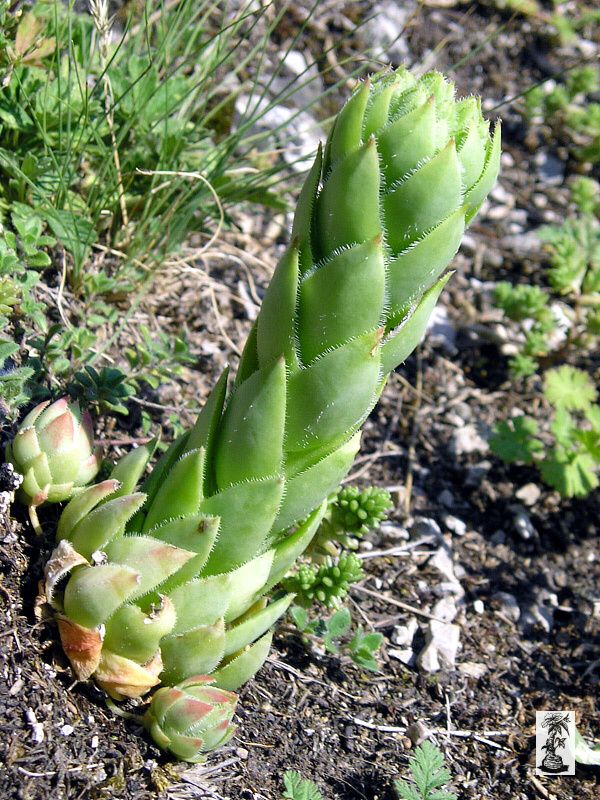 Jovibarba hirta v. glabrescens, SK, Čachtický hrad