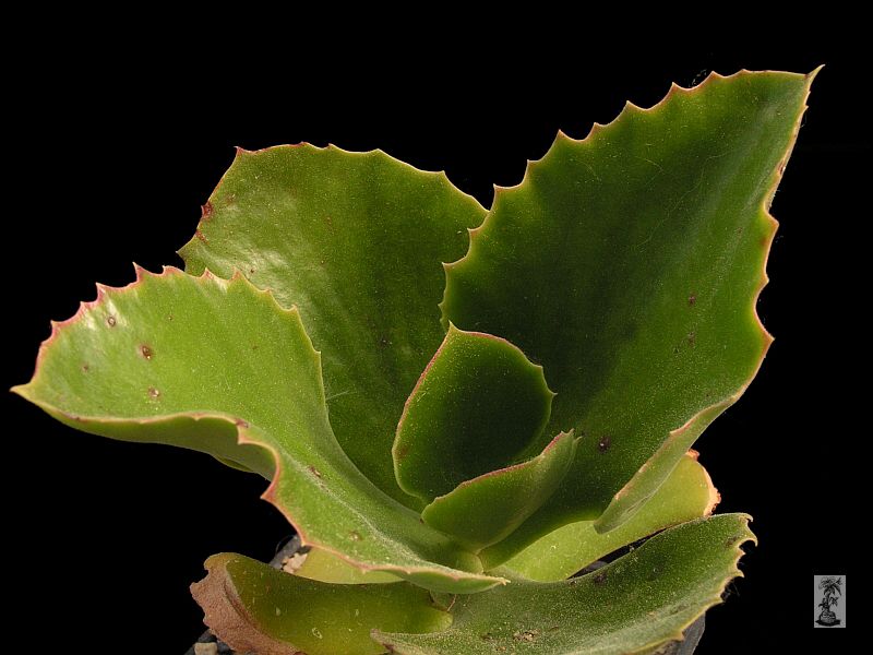 Kalanchoe synsepala