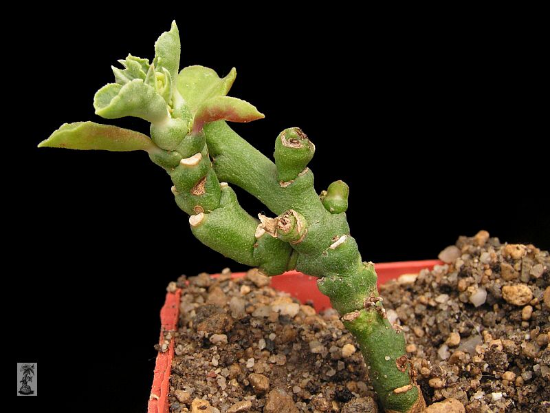 Monadenium trinerve