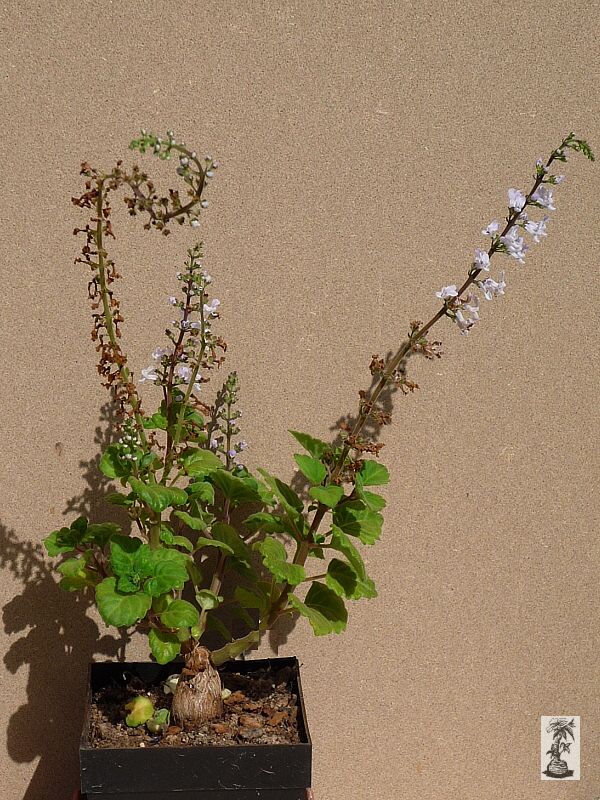 Plectranthus ernstii