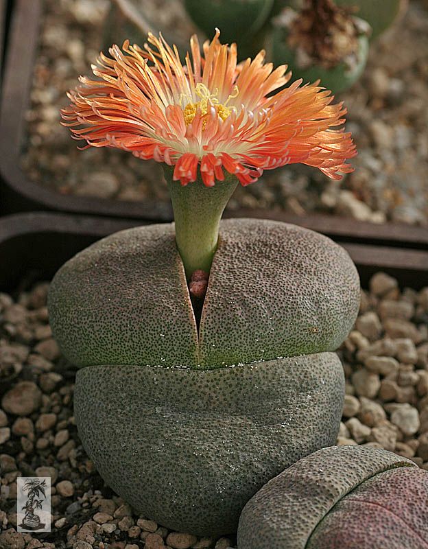 Pleiospilos nelii