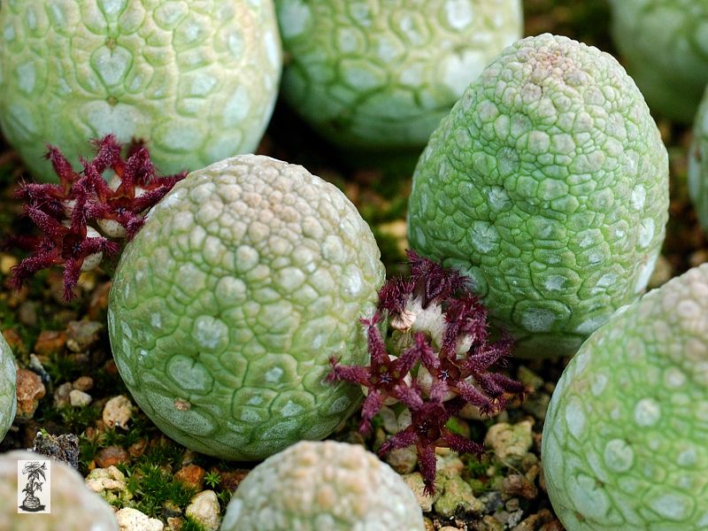 Pseudolithos eylensis 2