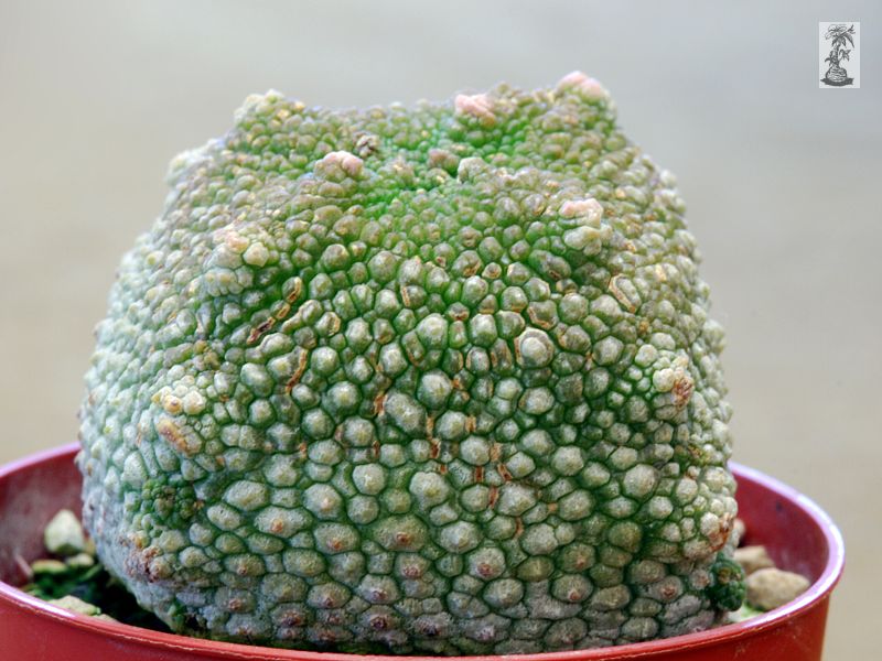 Pseudolithos harardheranus 2