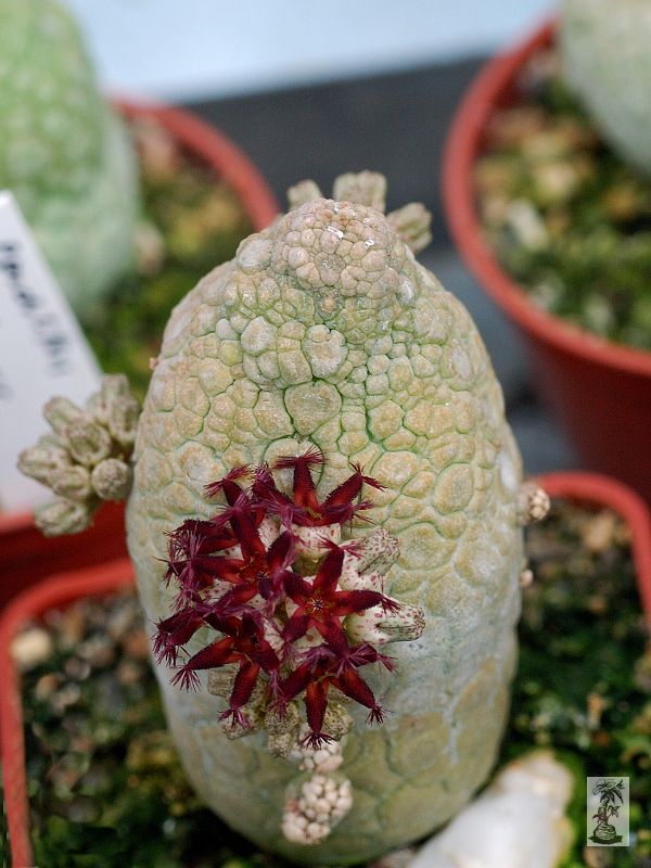 Pseudolithos migiurtinus