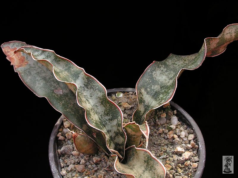 Sansevieria kirkii