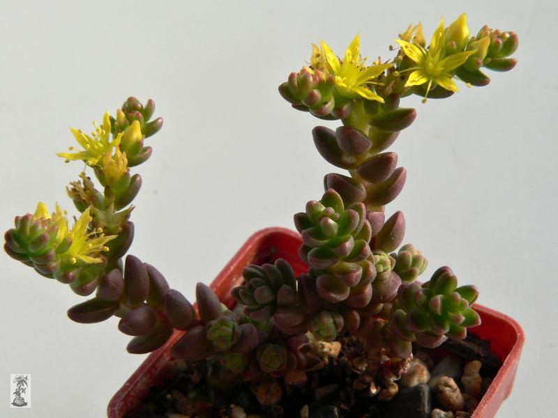 Sedum robertsianum, Encantada, Coahuila