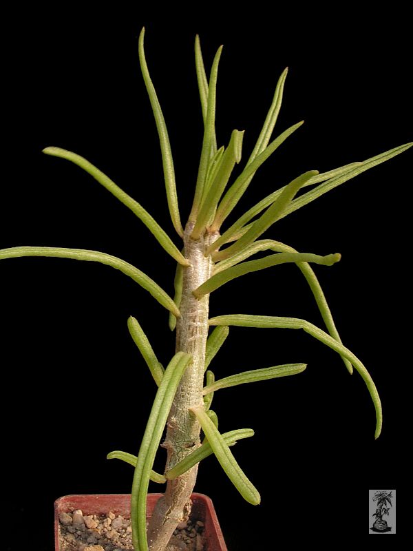 Senecio corymbiferus