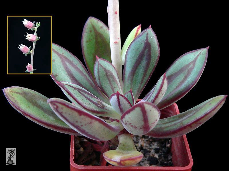 Echeveria nodulosa