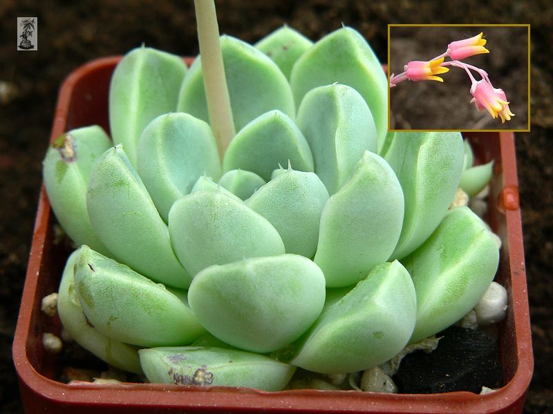 Echeveria elegans ´albicans´