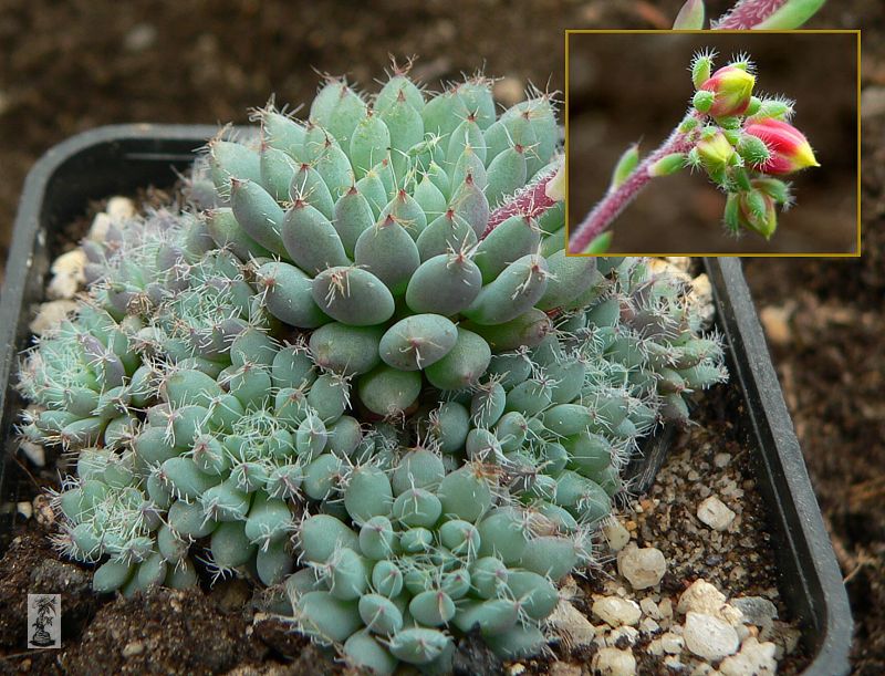 Echeveria setosa var. deminuta