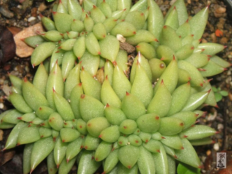 Echeveria agavoides f. cristata