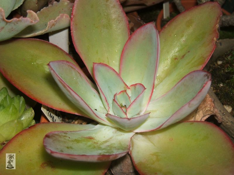 Echeveria subrigida