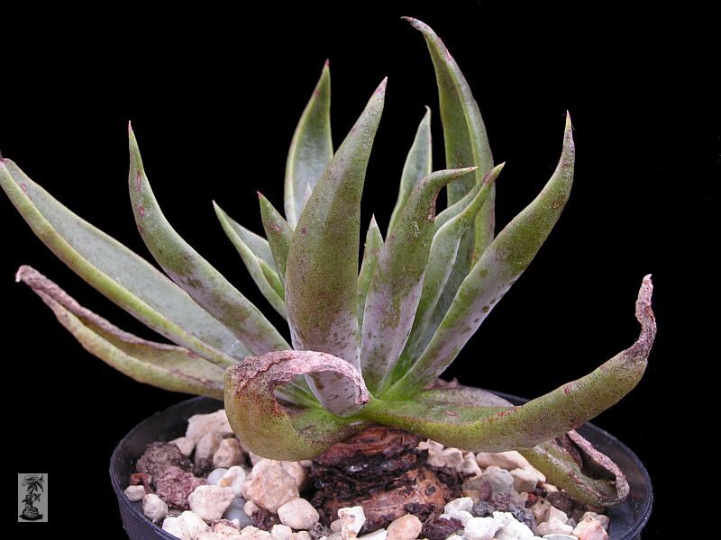 Dudleya lanceolata