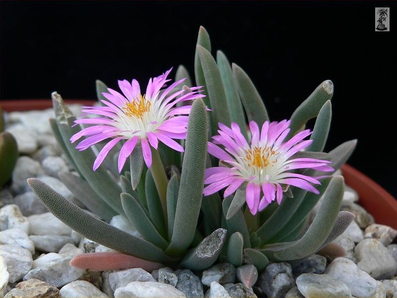 Delosperma harazianum