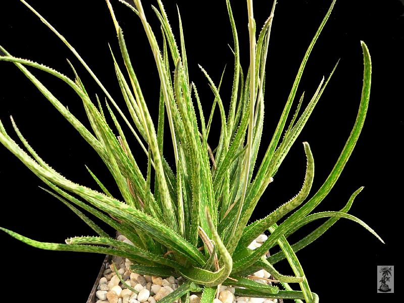 Aloe bellatula