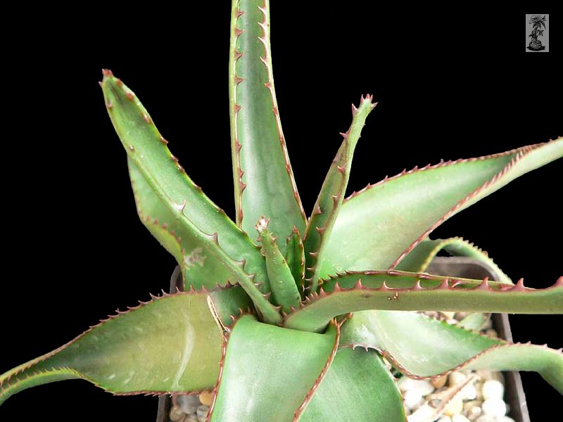 Aloe capitata var. cipolinicola, Ambatofinandrahana