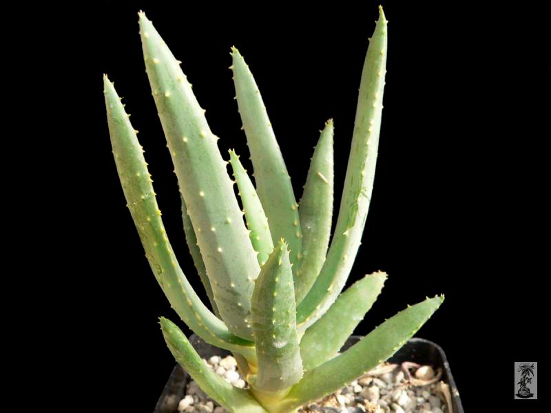 Aloe dichotoma