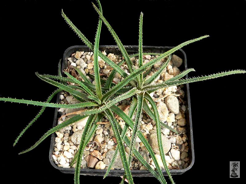 Aloe droseroides, Ambatofinandrahana, Saronera