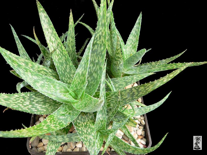 Aloe deltoideodonta