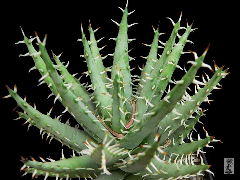 Aloe erinacea, Witputz, Namibia