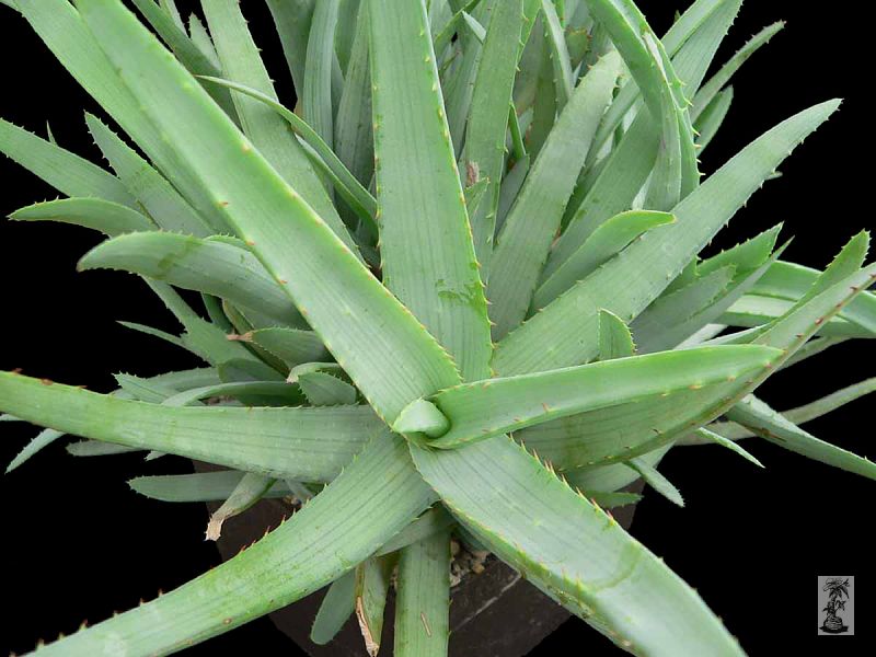 Aloe glauca