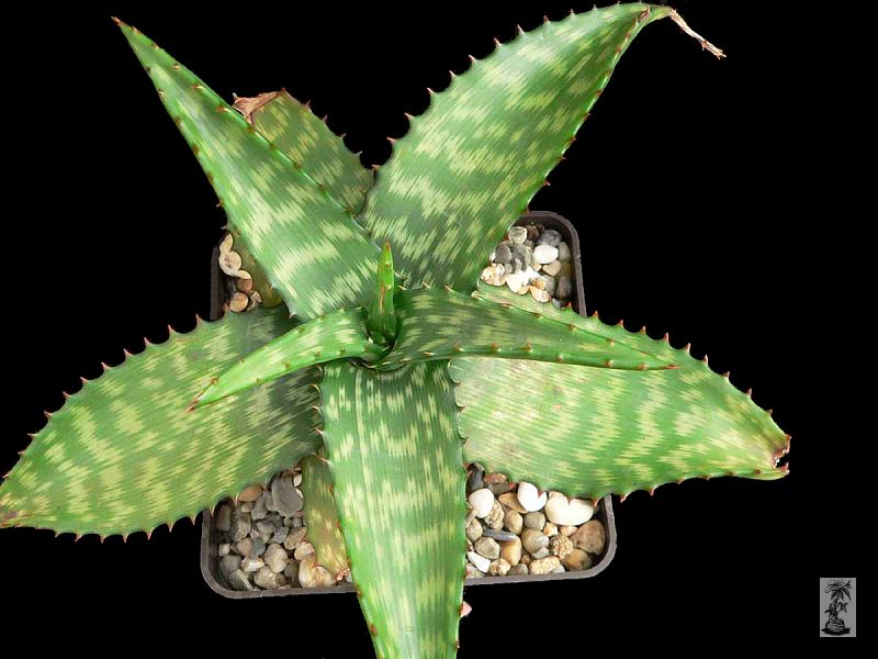 Aloe greatheadii, Houtbostdorph, RSA