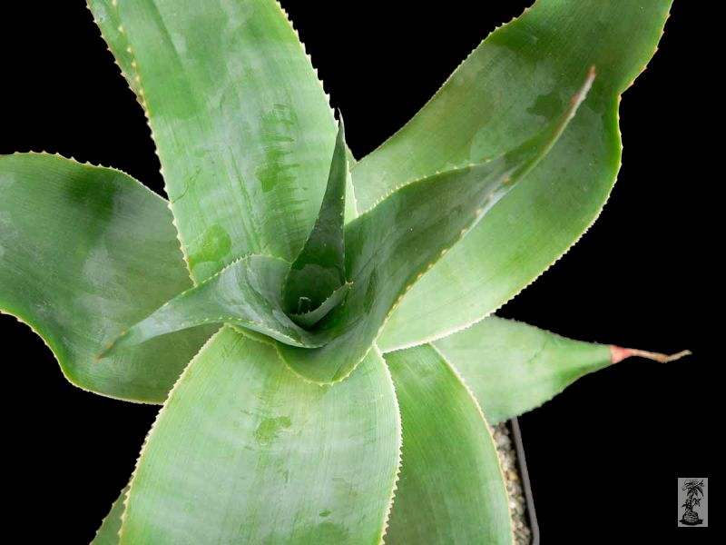 Aloe imalotensis, Mt. Isalo, Madagascar