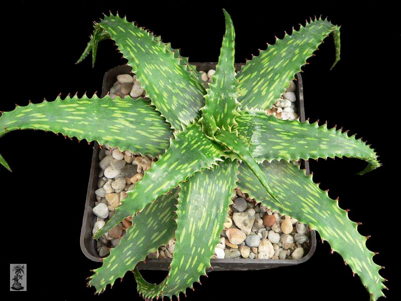 Aloe jucunda, NW Somalia