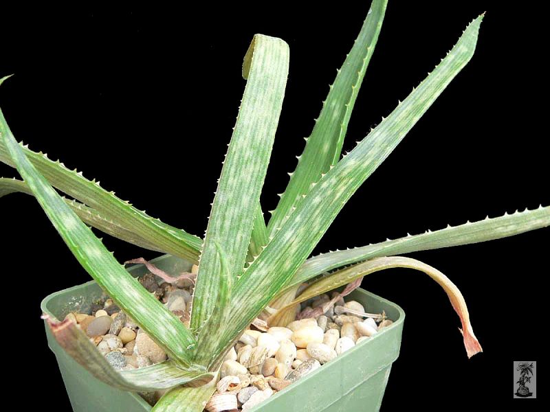 Aloe lateritia, Kikarok, Maasai Mara, Kenya