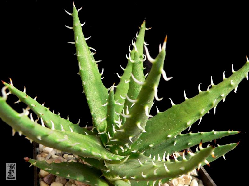 Aloe melanacantha, Namaqualand, Kosies, RSA
