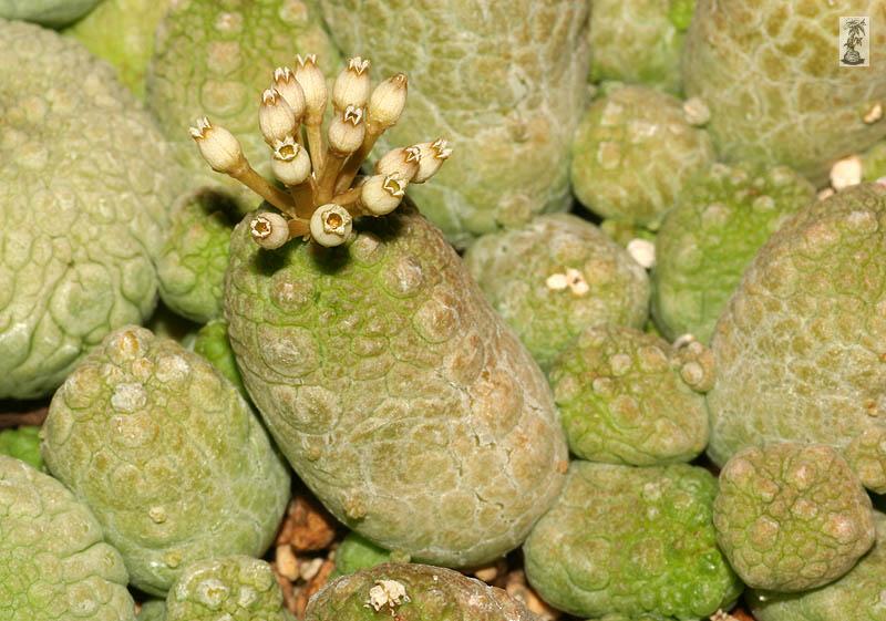 Pseudolithos caput-viperae