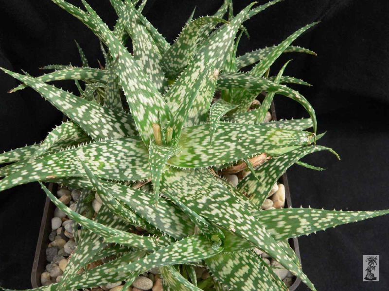 Aloe rauhii 2