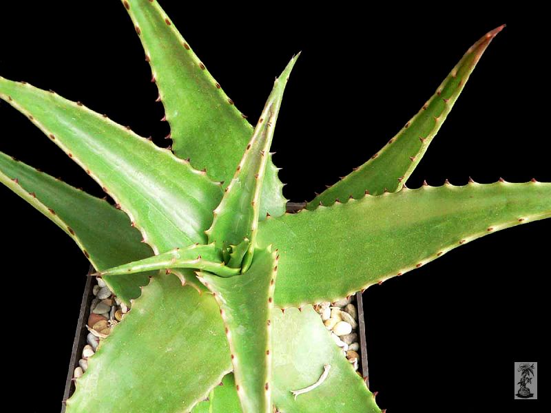 Aloe secundiflora - camperi, Negele, Ethiopie