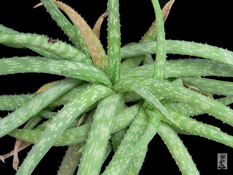 Aloe ellenbeckii