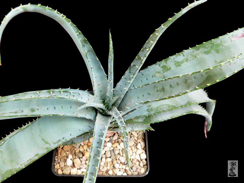 Aloe suprafoliata, Ingome, RSA
