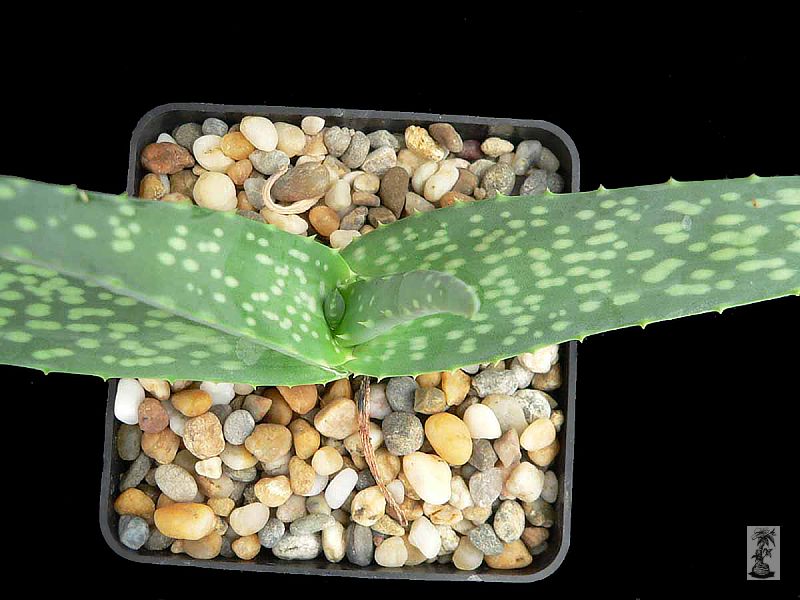 Aloe perryi 